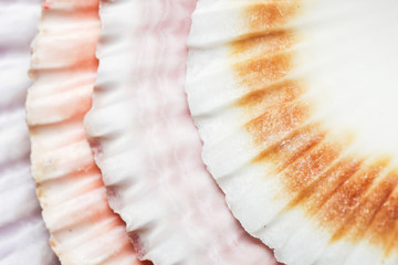 Seashell macro photography. Abstract texture background