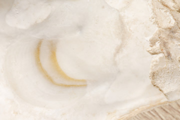 Seashell macro photography. Abstract texture background