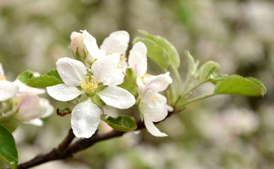 Fototapeta na wymiar Blätter der Apfelblüte nach einem Regenschauer