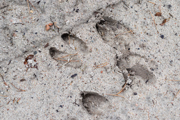 Traces of a deer on a forest road. A place of passage of wild animals through a sandy road.