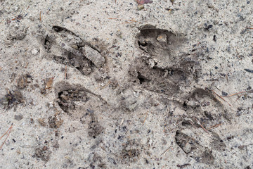 Traces of a deer on a forest road. A place of passage of wild animals through a sandy road.
