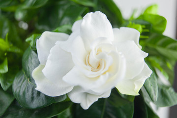 beautiful white flower gardenia on  green background