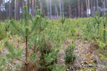 Pine cultivation in a wooded area. Young pine trees growing in a fenced area.