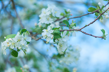 Buds organic apples on  beautiful background
