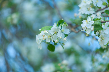 Buds organic apples on  beautiful background