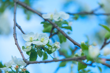 Buds organic apples on  beautiful background