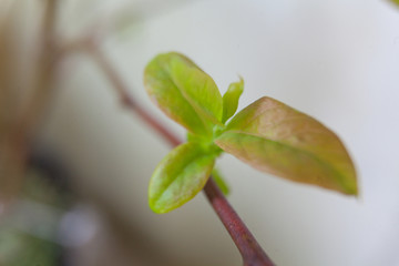 branch with young green sprouts in the spring on  blurred background