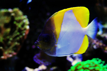 Yellow Pyramid Butterflyfish - (Hemitaurichthys polylepis) 