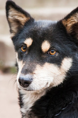 Cute small dog portrait