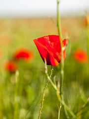 Poppies (Papaver rhoeas) in the wheat field 