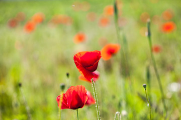 Poppies (Papaver rhoeas) in the wheat field 