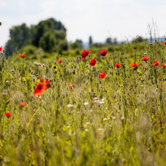 Poppies (Papaver rhoeas) in the wheat field 