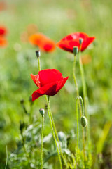 Poppies (Papaver rhoeas) in the wheat field 