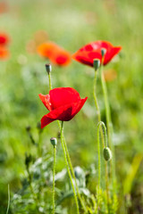 Naklejka premium Poppies (Papaver rhoeas) in the wheat field 