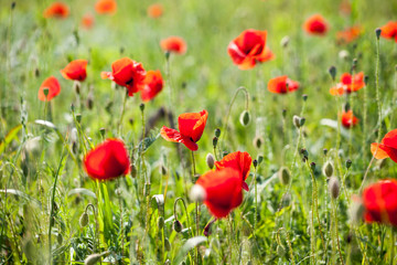 Poppies (Papaver rhoeas) in the wheat field 