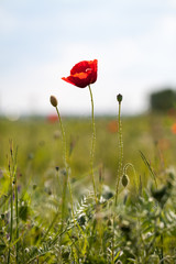 Obraz premium Poppies (Papaver rhoeas) in the wheat field 