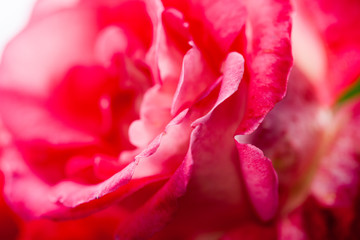 Fototapeta na wymiar Colorful, beautiful, delicate rose with details 