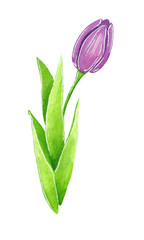 Purple Tulip, hand drawn watercolor illustration, isolated on white
