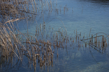 Im Schilf - Winterlandschaft am See