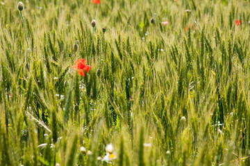 Poppies (Papaver rhoeas) in the wheat field 
