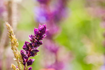 Mauve wild flowers with natural background