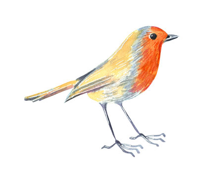 Little garden wild bird robin. Hand drawn watercolor illustration.