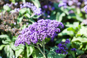 Ageratum Houstonianum Blue, plant with flowers in botanical garden
