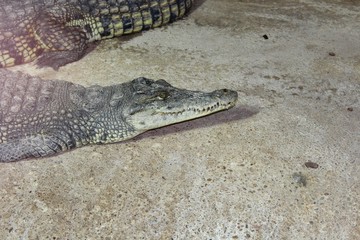 Crocodiles en aquarium à l'aquarium du Bugue en Dordogne