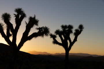 2 trees in a Sunset over Joshua Tree National Park, California, US