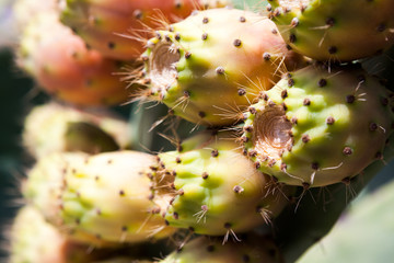 Cactus plant with fruits in a hot summer day 