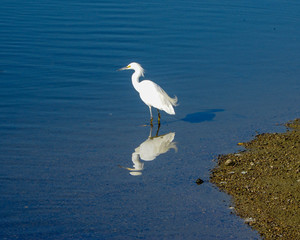 Henderson Bird Viewing Preserve, Henderson, Nevada