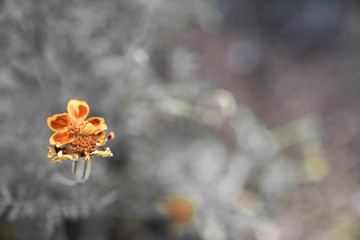 Many beautiful flowers and fruits standing in the garden