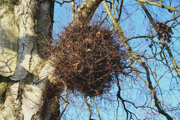 Krähennest in einer Birke
