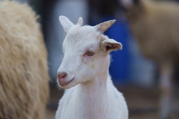portrait of a goat