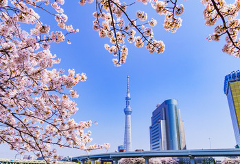 Tokyo spring riverside landscape in japan © show999