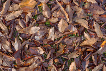 Yellow, orange and red autumn leaves in fall park