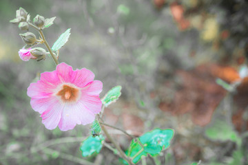 Many beautiful flowers and fruits standing in the garden