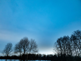 Trees in the forest. Clouds over the forest in winter.
