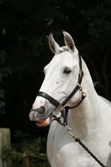 Fototapeta premium portrait of horse