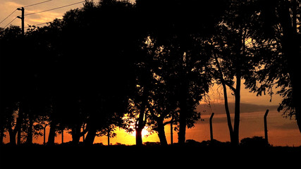 orange sunset behind trees