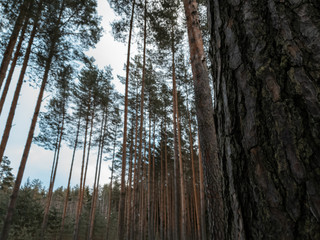 Trees in the forest. Clouds over the forest in winter.