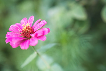 Obraz premium Many beautiful flowers and fruits standing in the garden