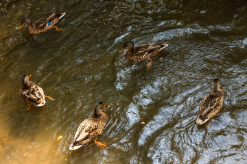 A group of brown ducks swimming in a river.