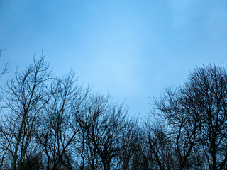 Trees in the forest. Clouds over the forest in winter.