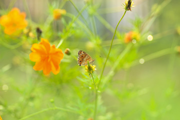 beautiful butterfly with beautiful backgrounds and text space