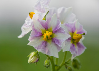 potato flower