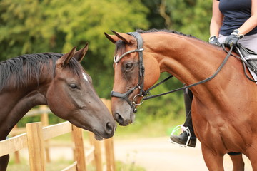 Obraz premium horse love