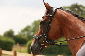 Obraz premium horse head portrait