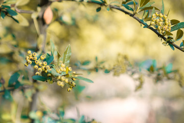 Many beautiful flowers and fruits standing in the garden