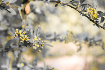Many beautiful flowers and fruits standing in the garden